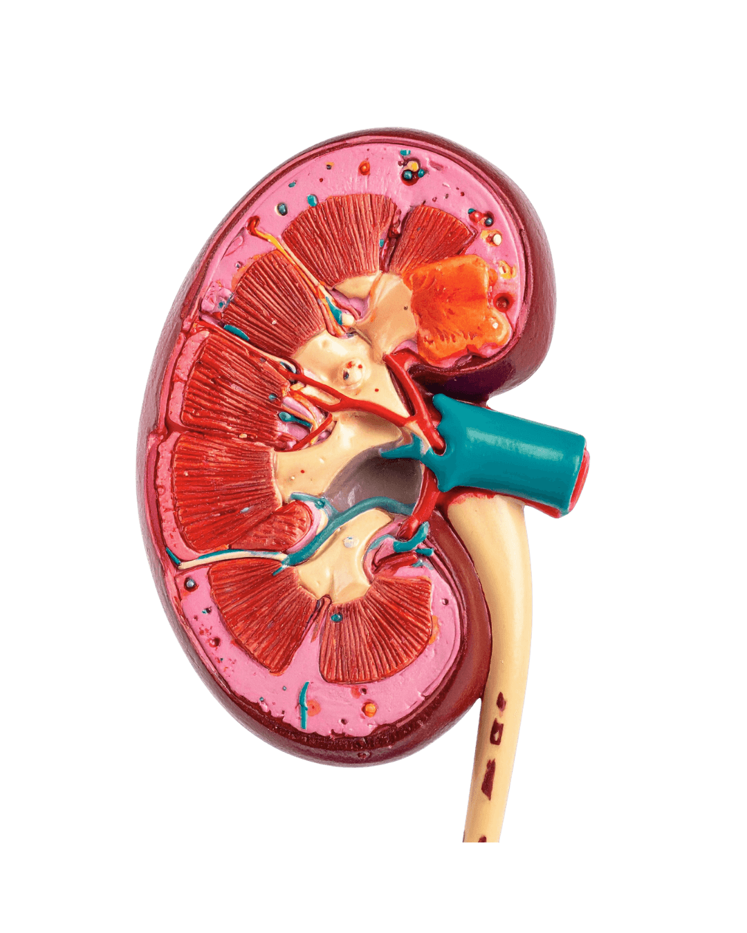 Anatomía del riñón humano. Órgano estudiado por un especialista en urología